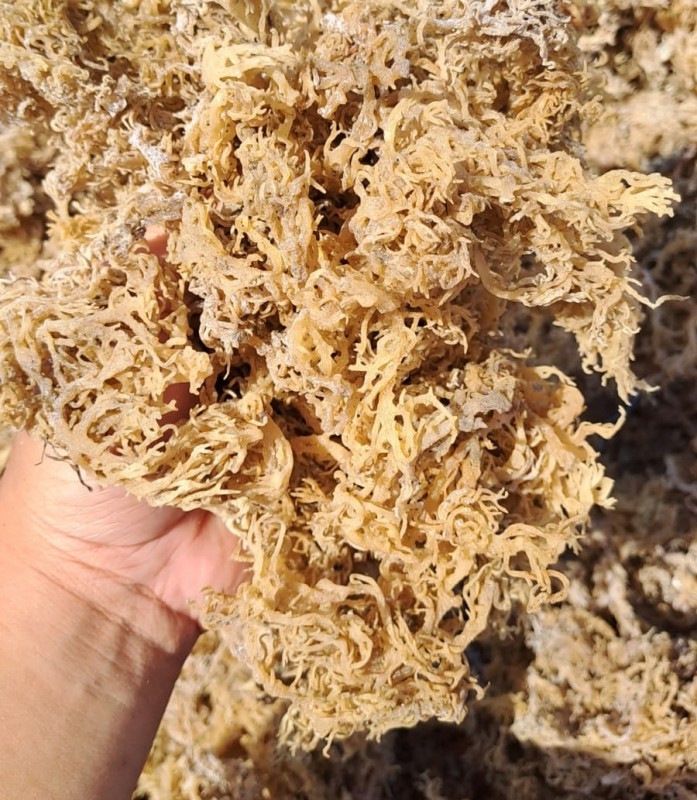 Dried Seaweed Eucheuma Cottoni from Indonesia